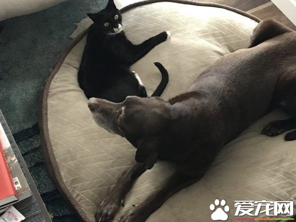 13年不合的貓狗突然破冰成友 其因超暖心