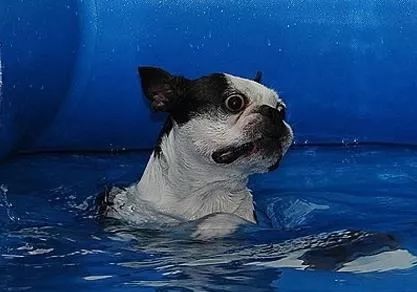 帶狗狗游泳一定要知道的注意事項 短鼻犬游泳更要小心