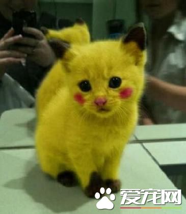 因喜愛pokemongo 小狗被染成皮卡丘
