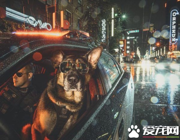 硬漢狠角色路線 警犬們的硬漢魅力迷倒大家