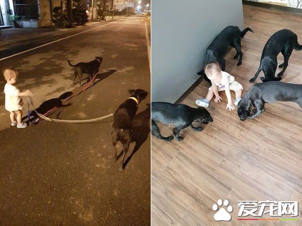 超溫馨畫面！萌寶跌倒引六只汪汪安慰呼呼