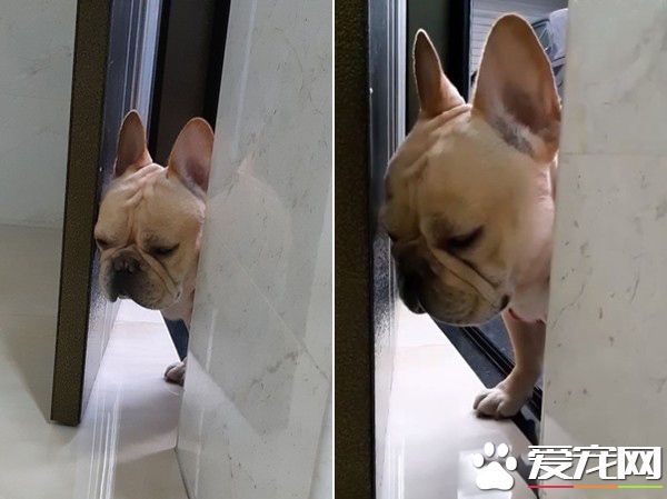 法斗太累走到一半竟斷電 楚楚可憐地卡房間門口