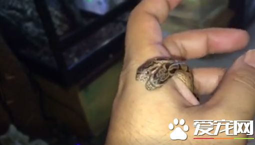 罕見雙頭蛇現身日本 寵物店接手成鎮店之寶