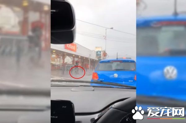 超有愛！狗狗大雨中等主人 好心男子脫外套為狗狗保暖