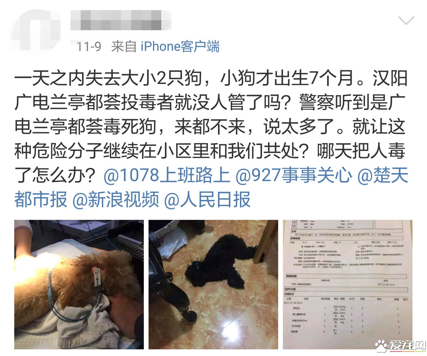 投毒害狗還想脫身？我們不答應，法律更不答應！