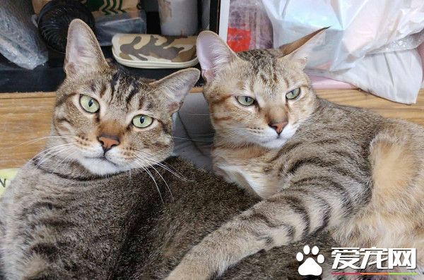 以前的三條街的街貓老大 現在被弟弟霸凌熱情舔毛