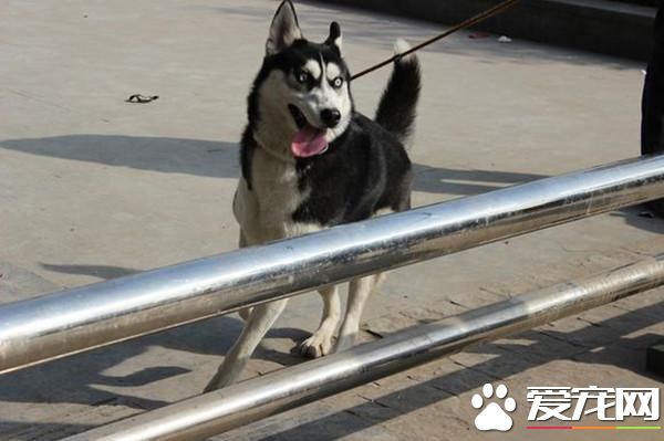 二哈走丟賴在出租車上不走 師傅電臺求助尋主人