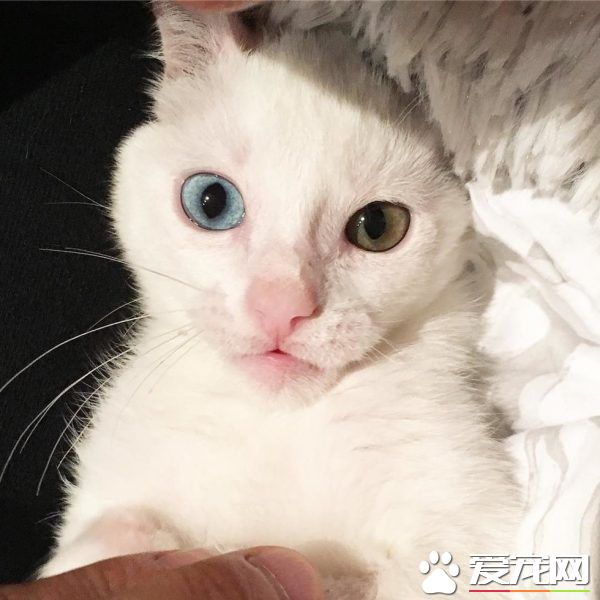 患病小貓耳朵被線絞斷 好心貓奴的照顧下蛻變成美貓