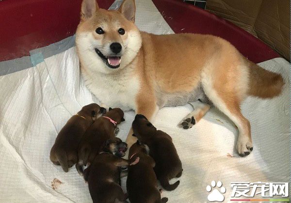 超萌柴柴軍團出動！每只都有陽光般的笑容超治愈