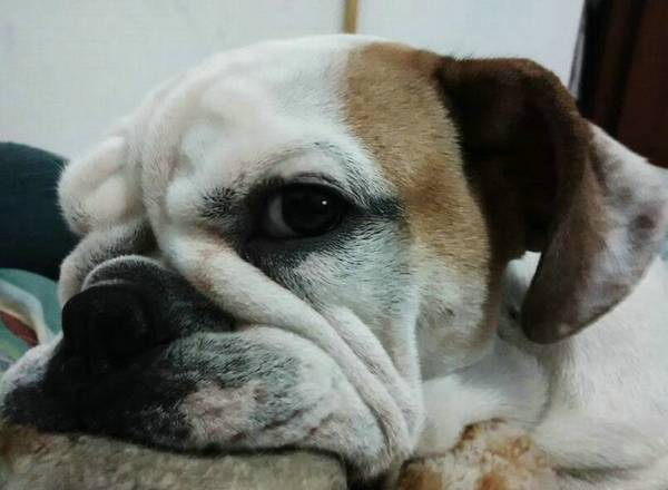狗狗狂犬疫苗打幾針
