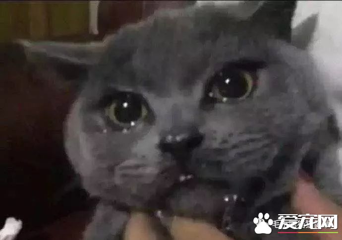 成都貓咪偷吃辣椒被辣哭?這些喵界大佬一個比一個牛!