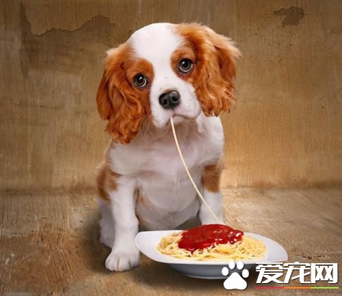 狗狗智商排行榜，你家狗狗排第幾？