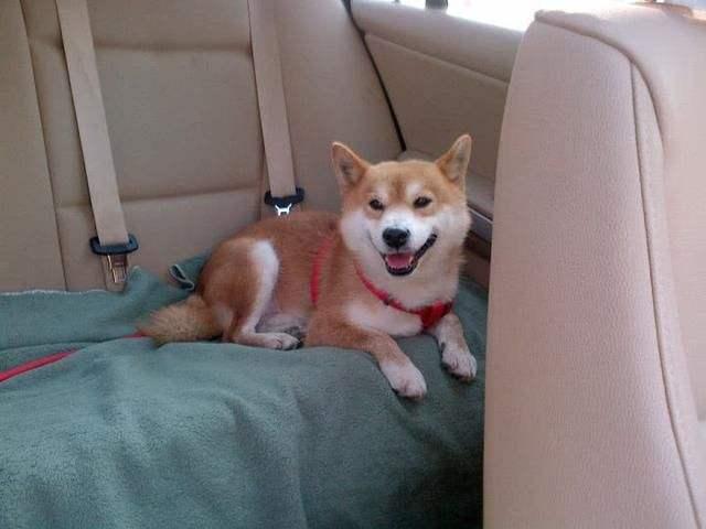 柴犬與大黃狗相似度頗高，為何身價與知名度卻相差甚遠？
