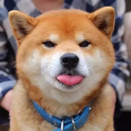柴犬的這些缺點，如果你不能接受的話，最好還是別養了