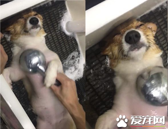 柯基慶生玩太瘋好累 洗澡時竟然躺成一直線