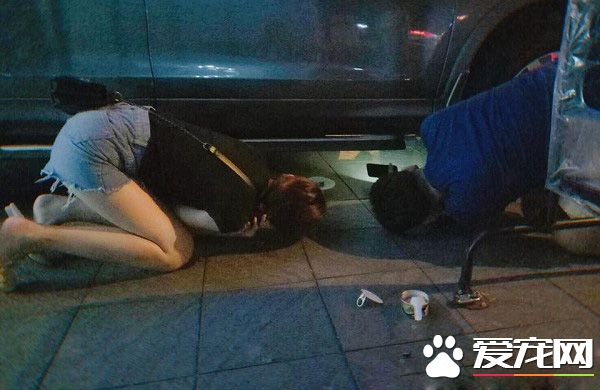 本宮乏了 喵皇貴妃躺等伺候霸氣十足