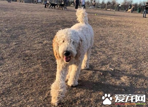 慘遇車禍！痛失母親的莎曼珊輾轉找回愛犬