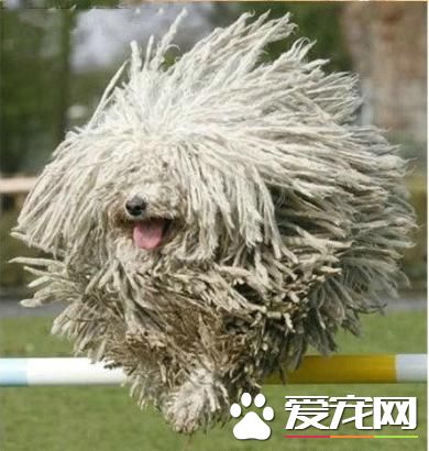 狗狗智商排行榜，你家狗狗排第幾？