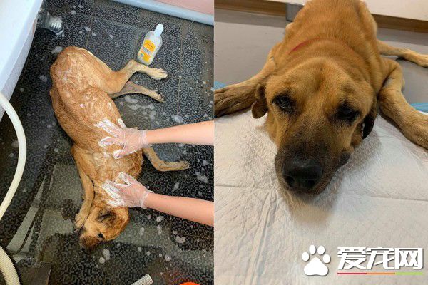 年邁浪犬被收編 <a href=/zhonglei/gou/ target=_blank class=infotextkey>狗</a>生第一次洗澡無奈也是最后一次