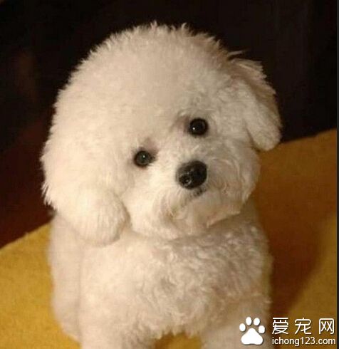 寄養比熊犬被弄丟 主人索賠一萬遭拒