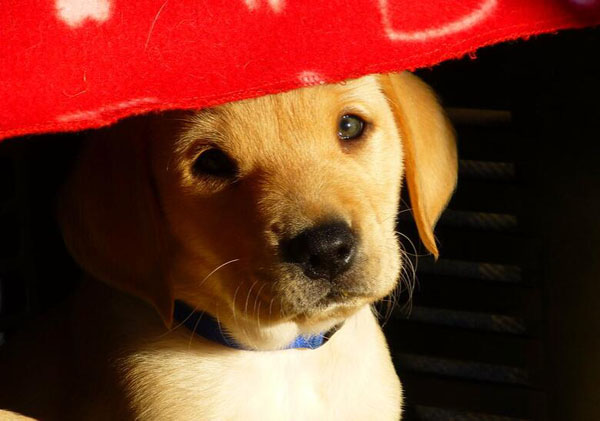 幼犬會攜帶狂犬病毒嗎