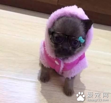差點被我拋棄的一只丑狗 卻拯救了我的婚姻