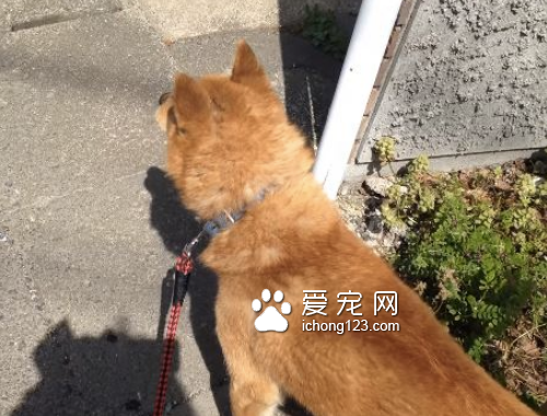 想帶狗狗去打針 但它嗅出“危險的味道”拒絕前進