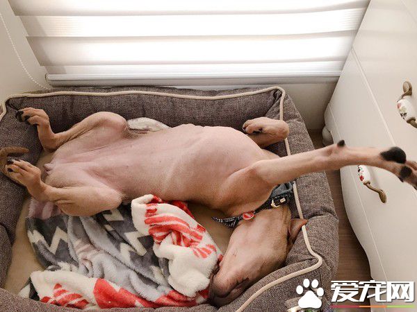 性感的蜜大腿配上翹臀 簡直米克斯界的性感女王