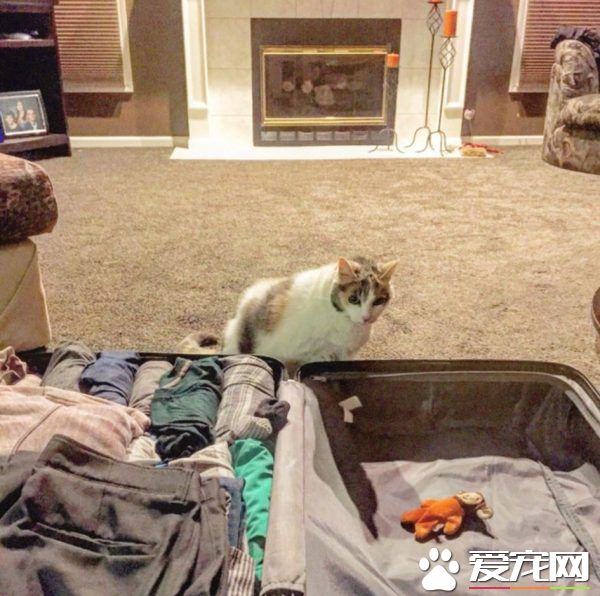 主人出門旅貓咪不舍主人 將愛心娃娃丟給主人