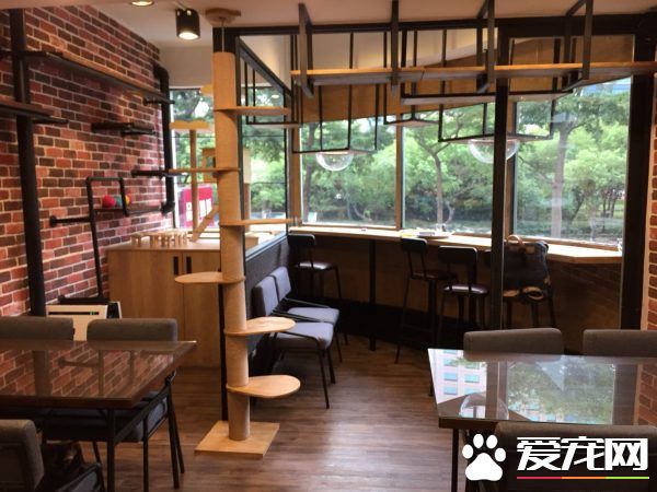 貓咪游樂園主題餐廳  成為未來流浪喵們的庇護所