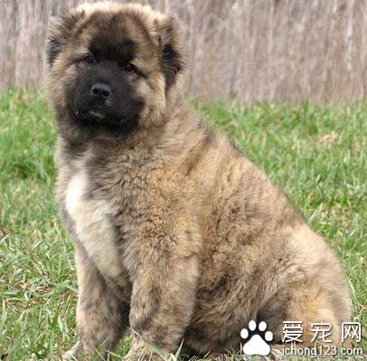 兩只原產自俄羅斯的高加索幼犬已經現身江城