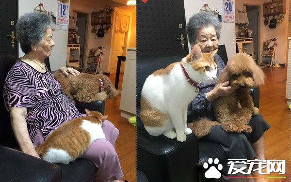 祖孫情！愛塞乃貓咪天冷給阿嬤當暖暖包