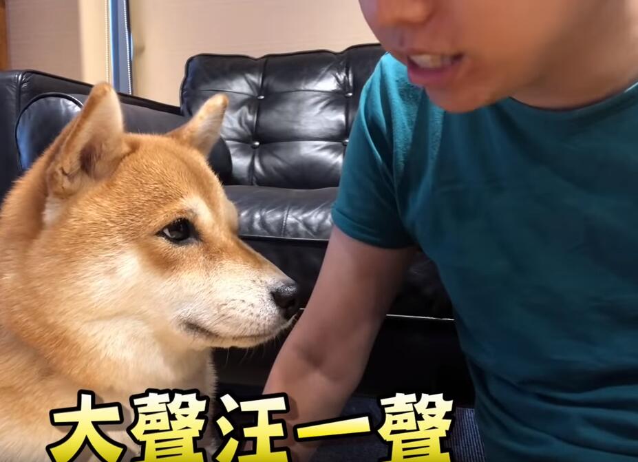 超自戀的柴犬 說不可愛就肉拳攻擊