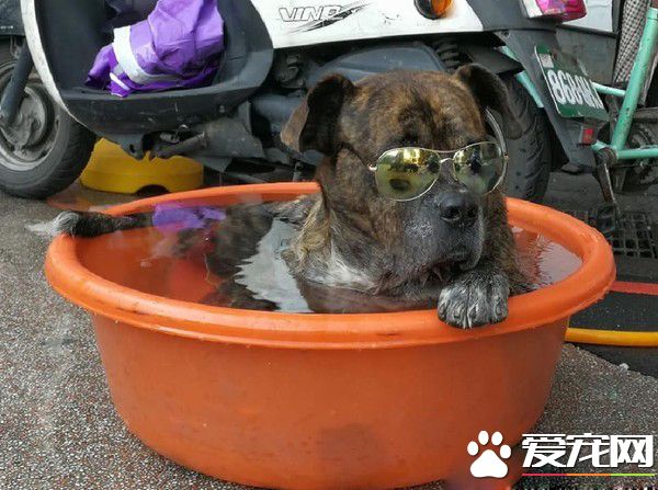 汪老大頭戴墨鏡受高級露天浴 名副其實的大哥啊