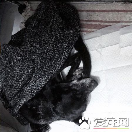 陪它走完最后一段路 年邁老黑狗遭遺棄