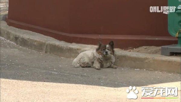 你在這等著！忠犬因為主人的謊言等候十年