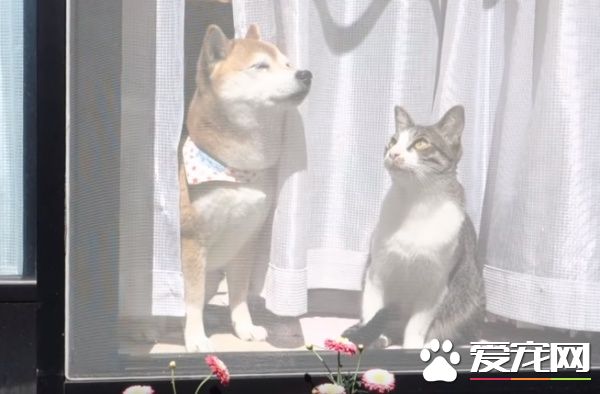 貓狗好朋友門邊曬太陽 暖烘烘超舒服的感覺