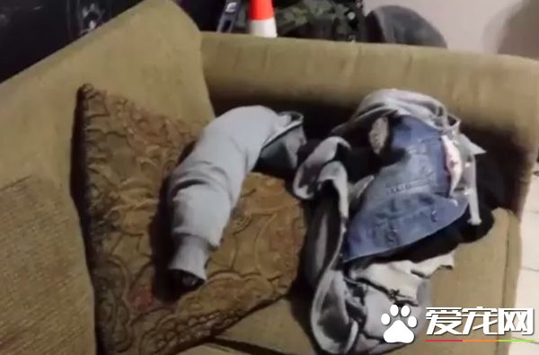 臘腸犬把自己塞到袖子里 當它看到起司就立刻后悔