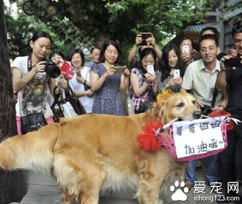 金毛犬銜著寫有“哥哥姐姐 加油哦”花籃引來眾人圍觀