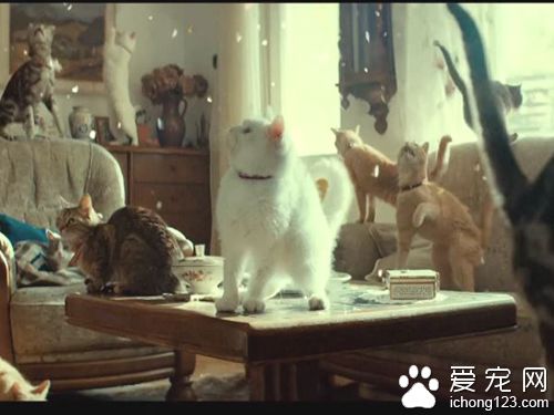 商家請來喵星人幫自家產品拍廣告 畫面非常治愈