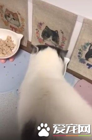 喵星人吃到滿意的飯飯 居然唱起好美味之歌