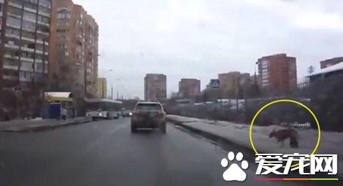 街頭發生的感人一幕 竟是為了只流浪小狗