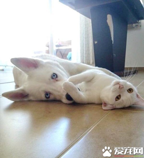 主人想認養一只貓作伴 路上遇見命中注定的好朋友