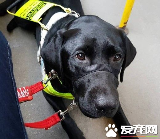 盲人被罵騙子趕下公車 無知婦女：導盲犬沒有黑的
