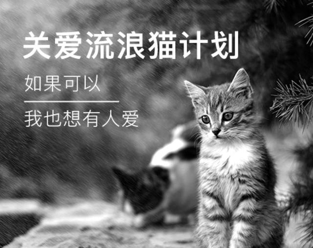 因為討吃動作可愛到無法拒絕，這只貓最后吃成25磅的胖子 可愛死了