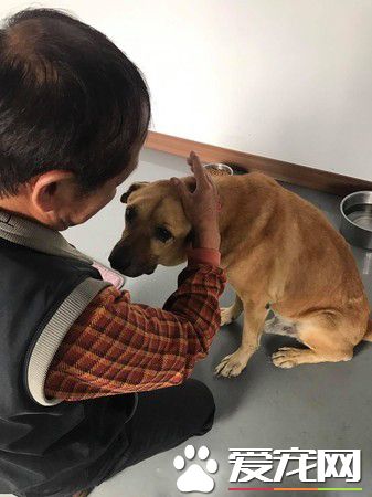 年邁浪犬被收編 狗生第一次洗澡無奈也是最后一次