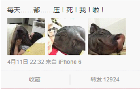 女子發微博曬重170斤的寵物豬 遭到網友質疑