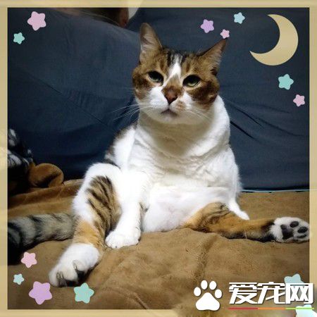 分享主子的巨無霸貓砂塊 超像還沒炸的雞排