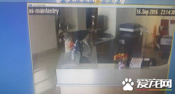 狼犬開收容所3道門逃脫 走5公里回家被遣送