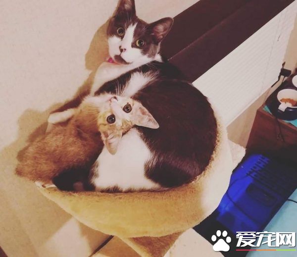 小貓被困高速路中央動彈不得 幸得好心人解救